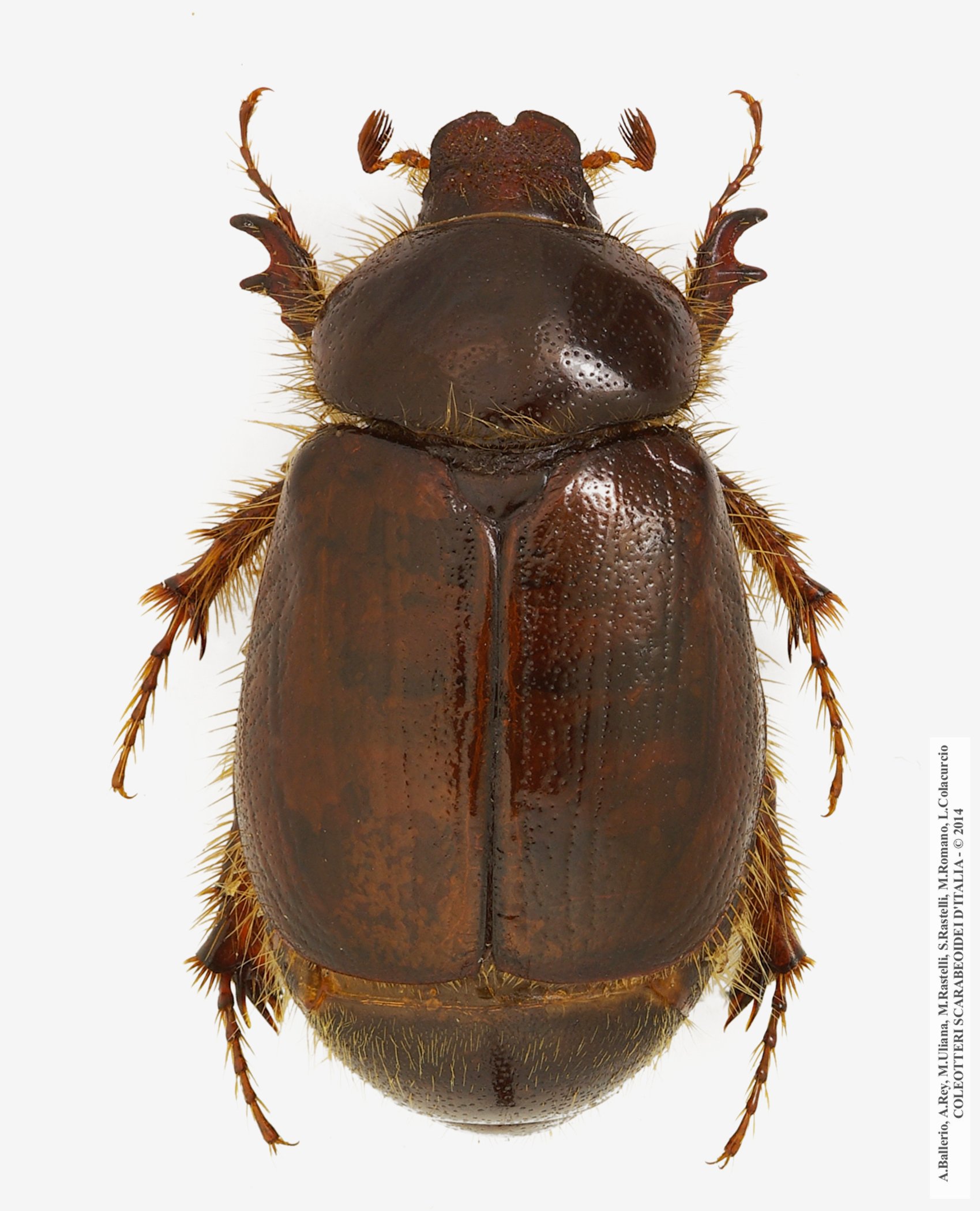 Elaphocera emarginata, femmina